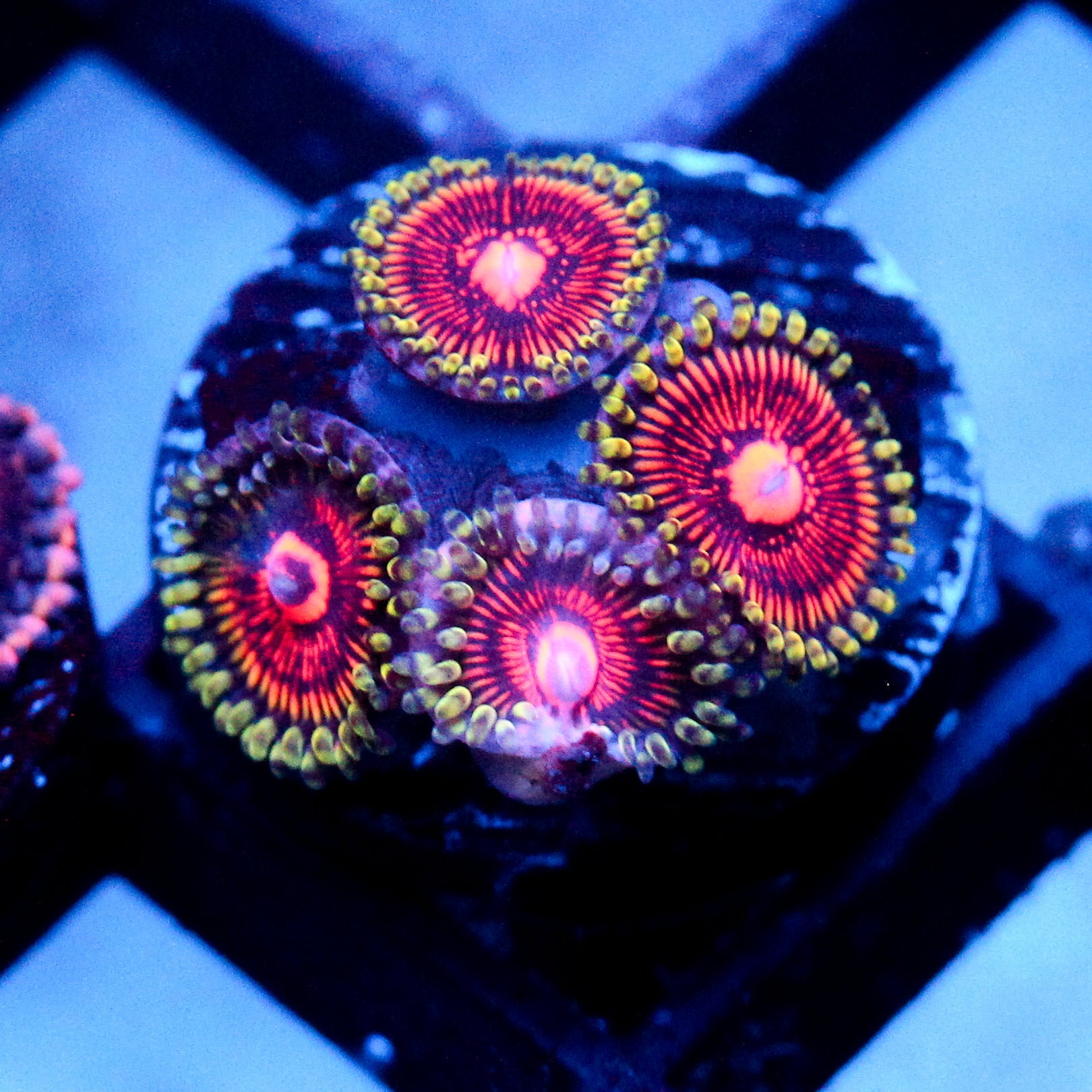 JC Green Inferno Zoanthid