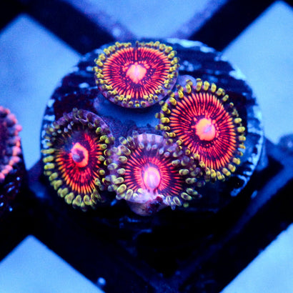 JC Green Inferno Zoanthid