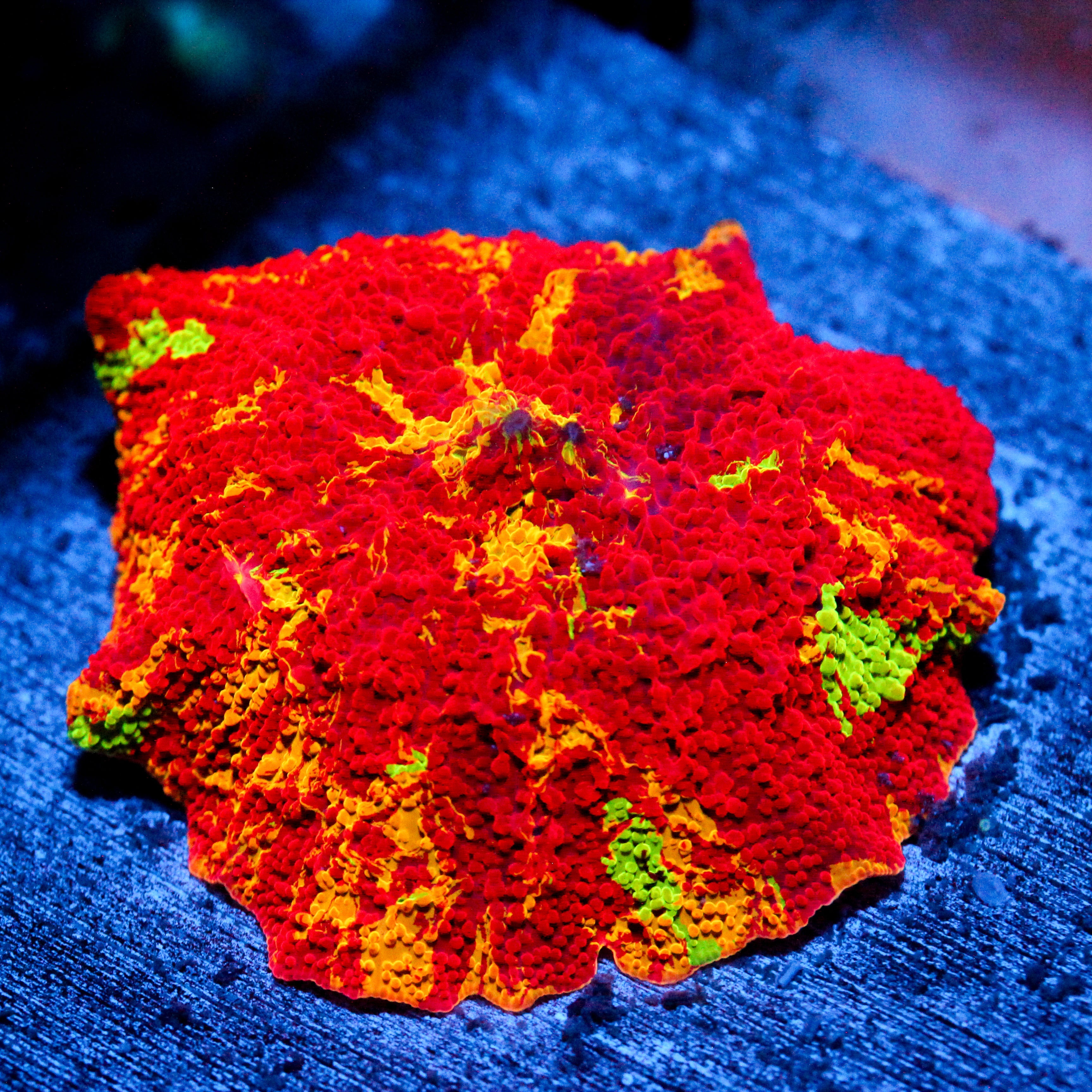 Purple Monster Quad Color Mushroom