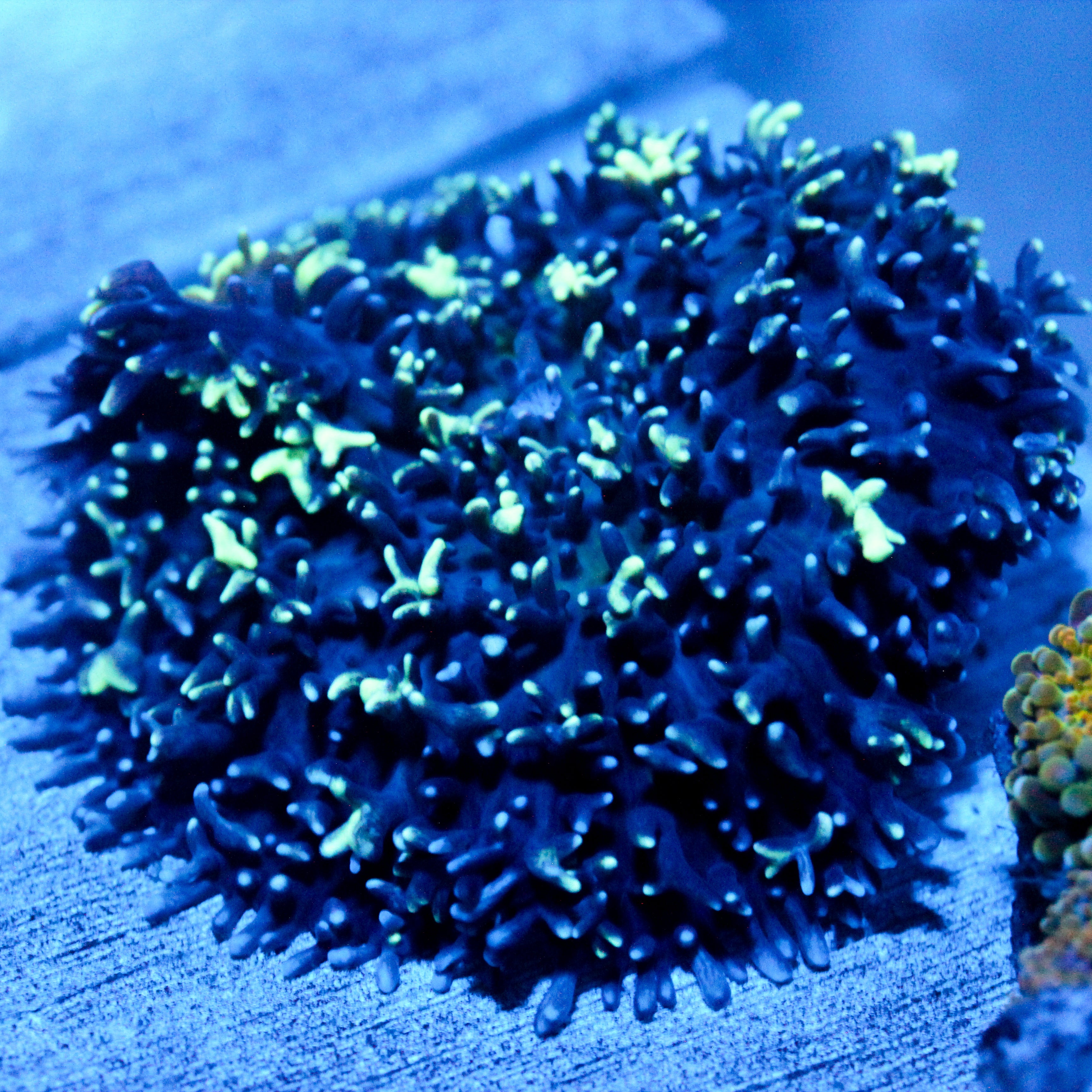 JC Incredibles Carpet Mushroom