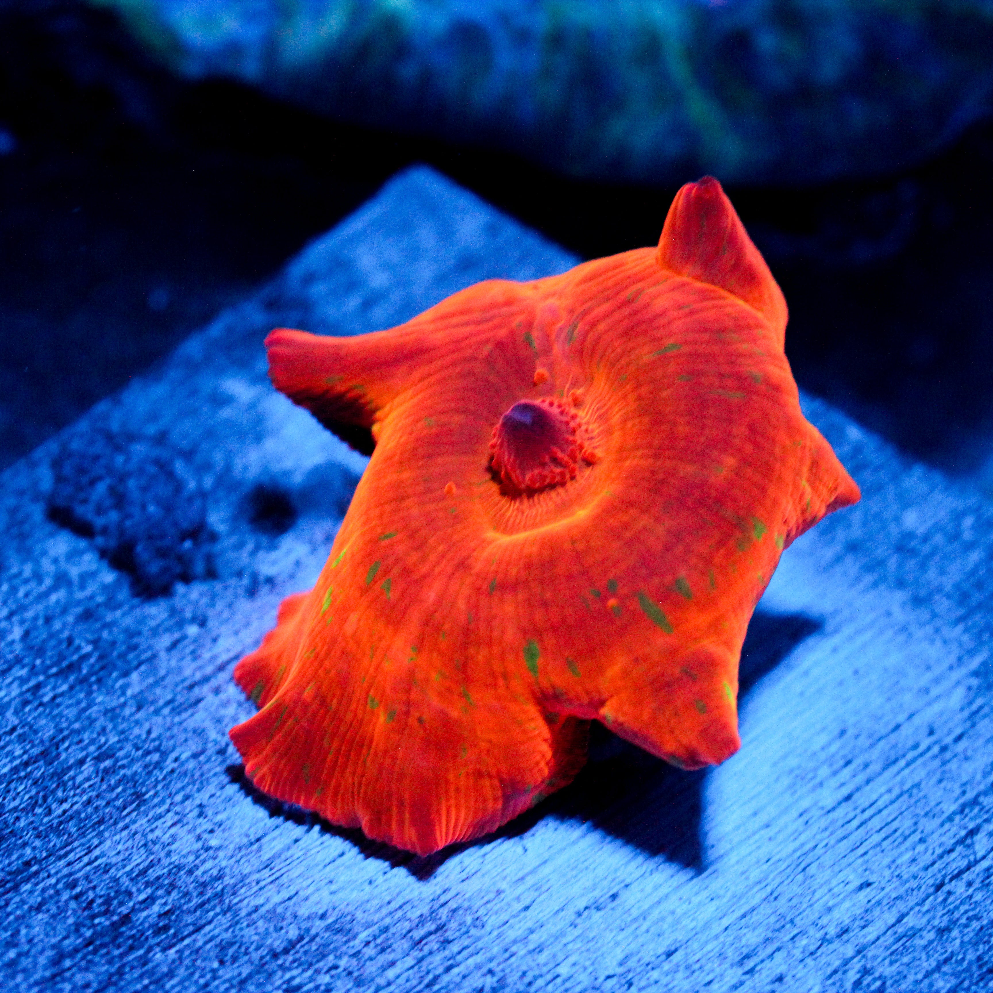 Ultra Discosoma Mushroom