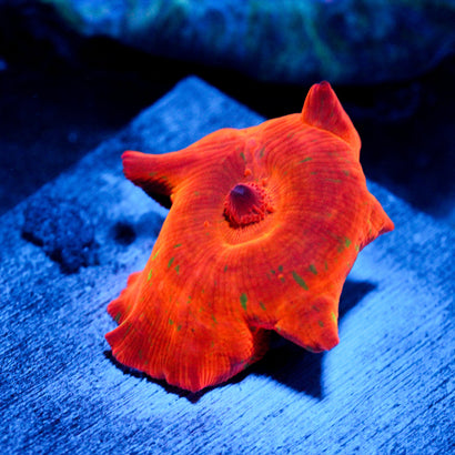 Ultra Discosoma Mushroom
