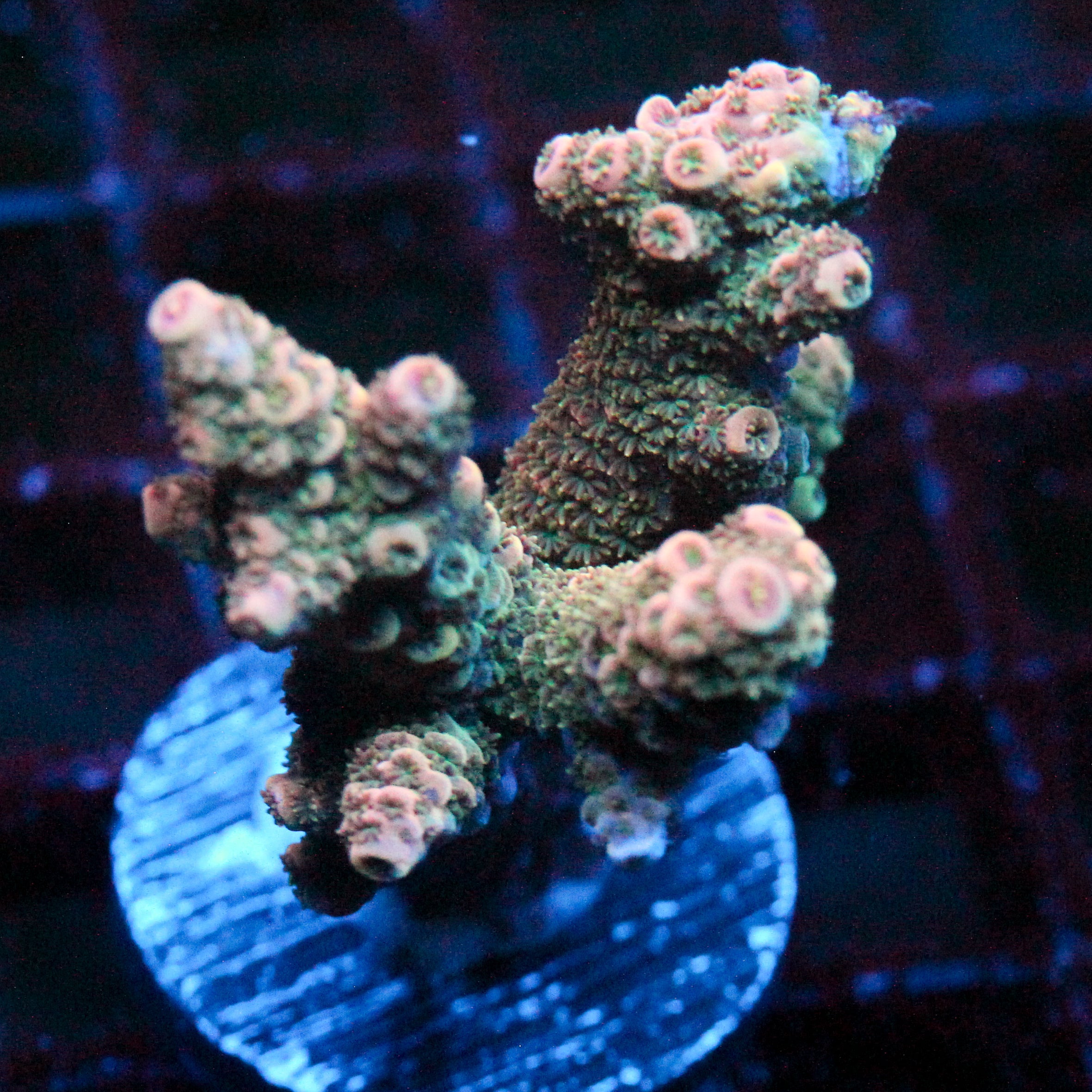 JC Green Warp