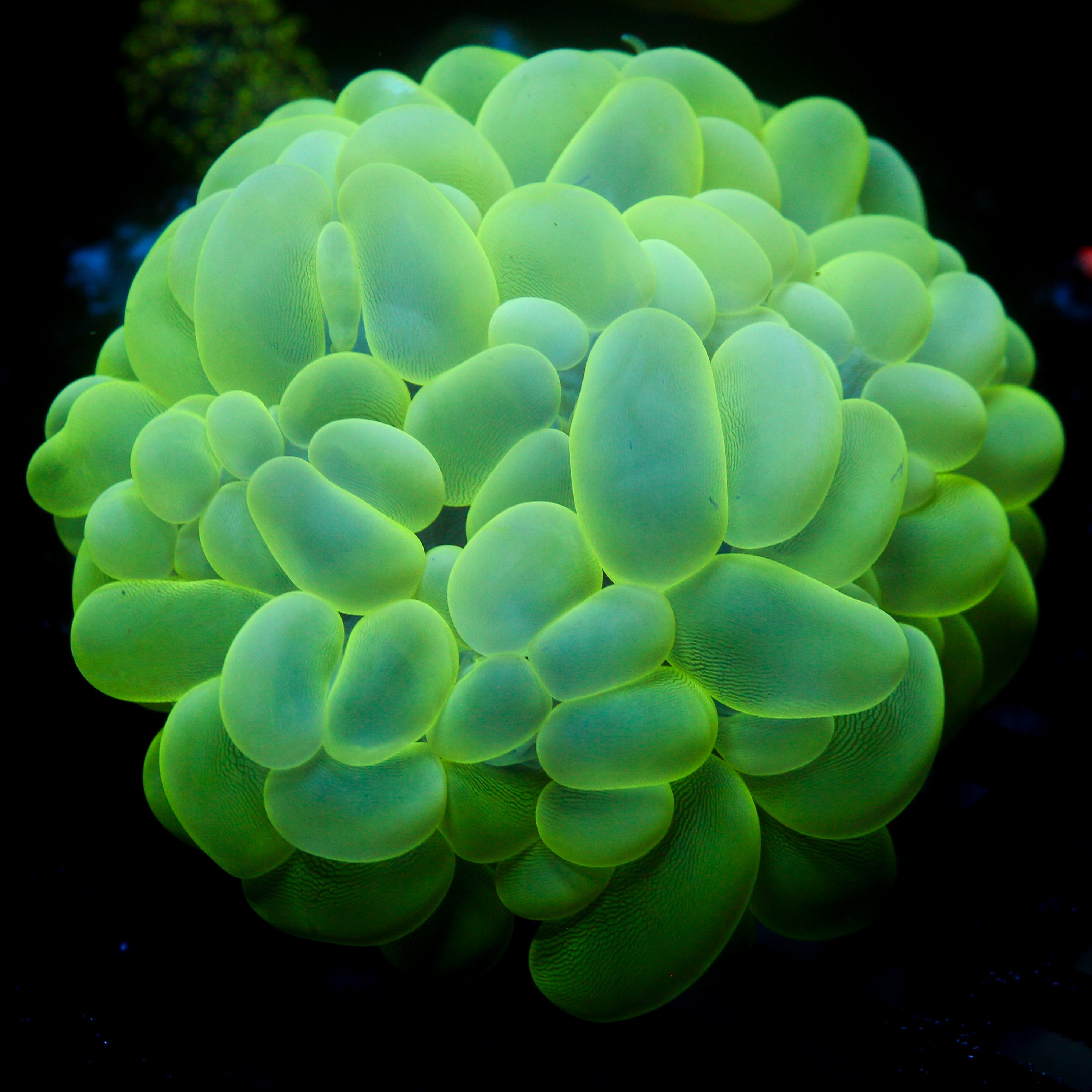 JC Bubble Coral XL 6"+ inflated