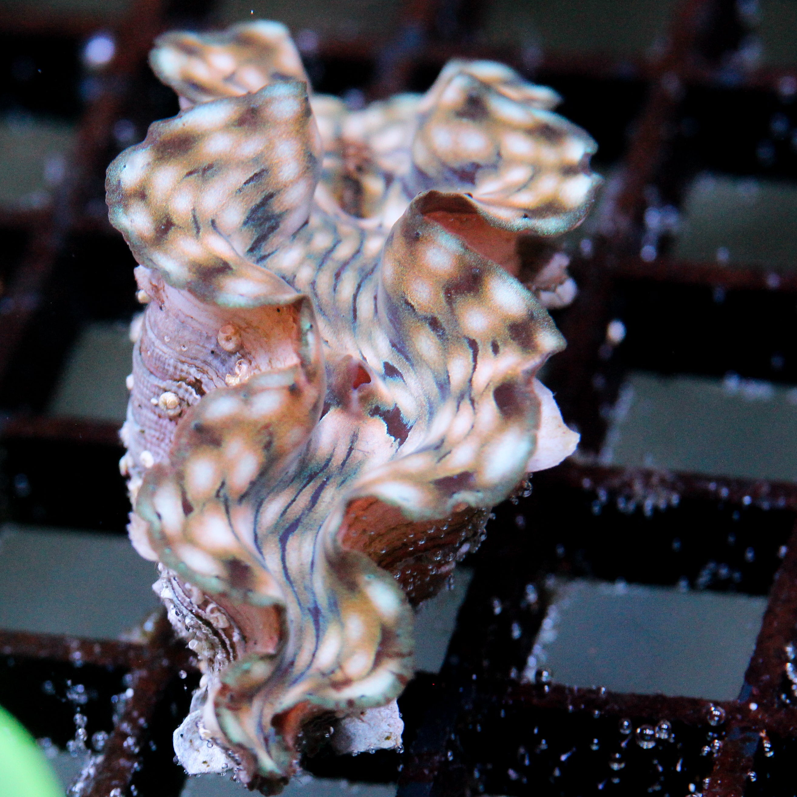JC Squamosa Clam