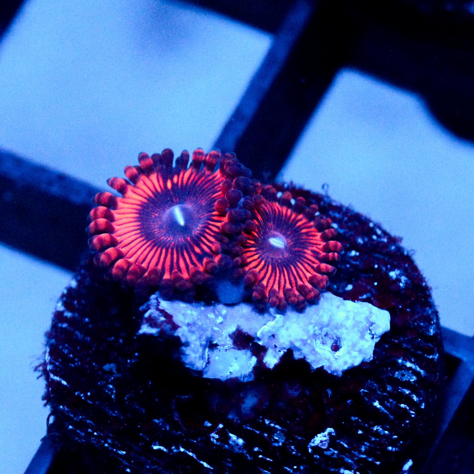 JC Sith Zoanthid