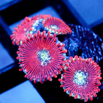 JC Magician's Zoanthid