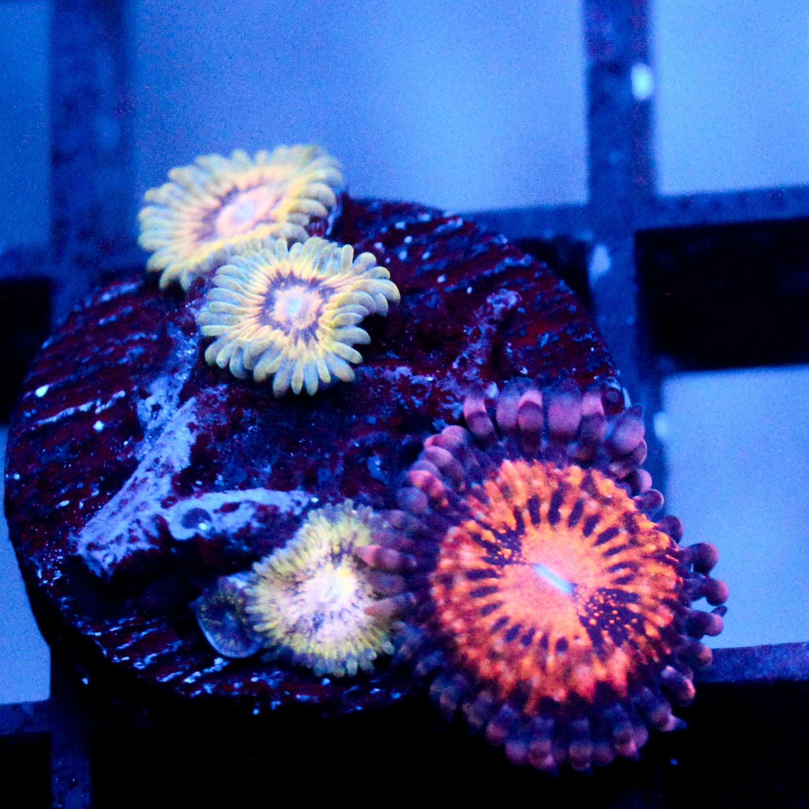 JC Oceanside+ Spackle Kraze Zoanthid