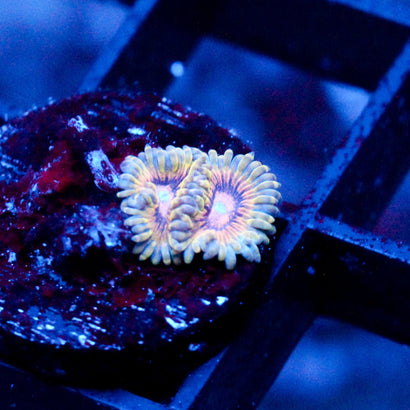 JC Oceanside Zoanthid