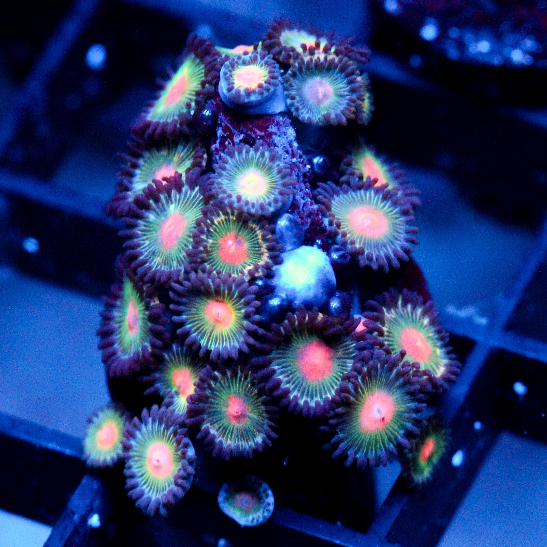 JC Aliens Blood Zoanthid