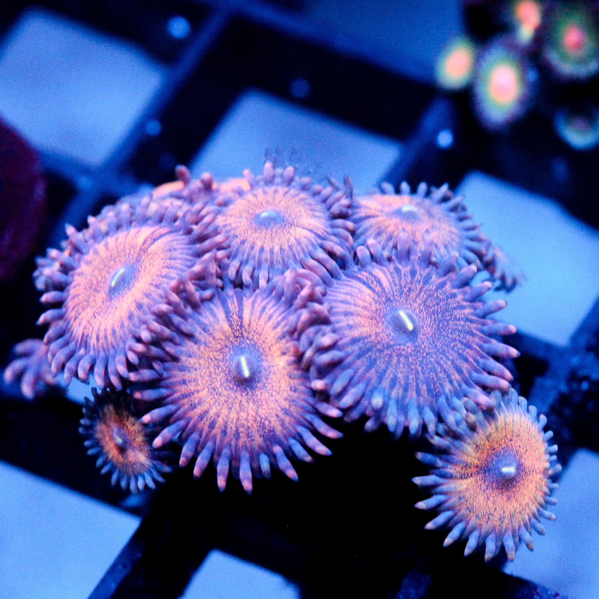 JC Amber Bliss Zoanthid