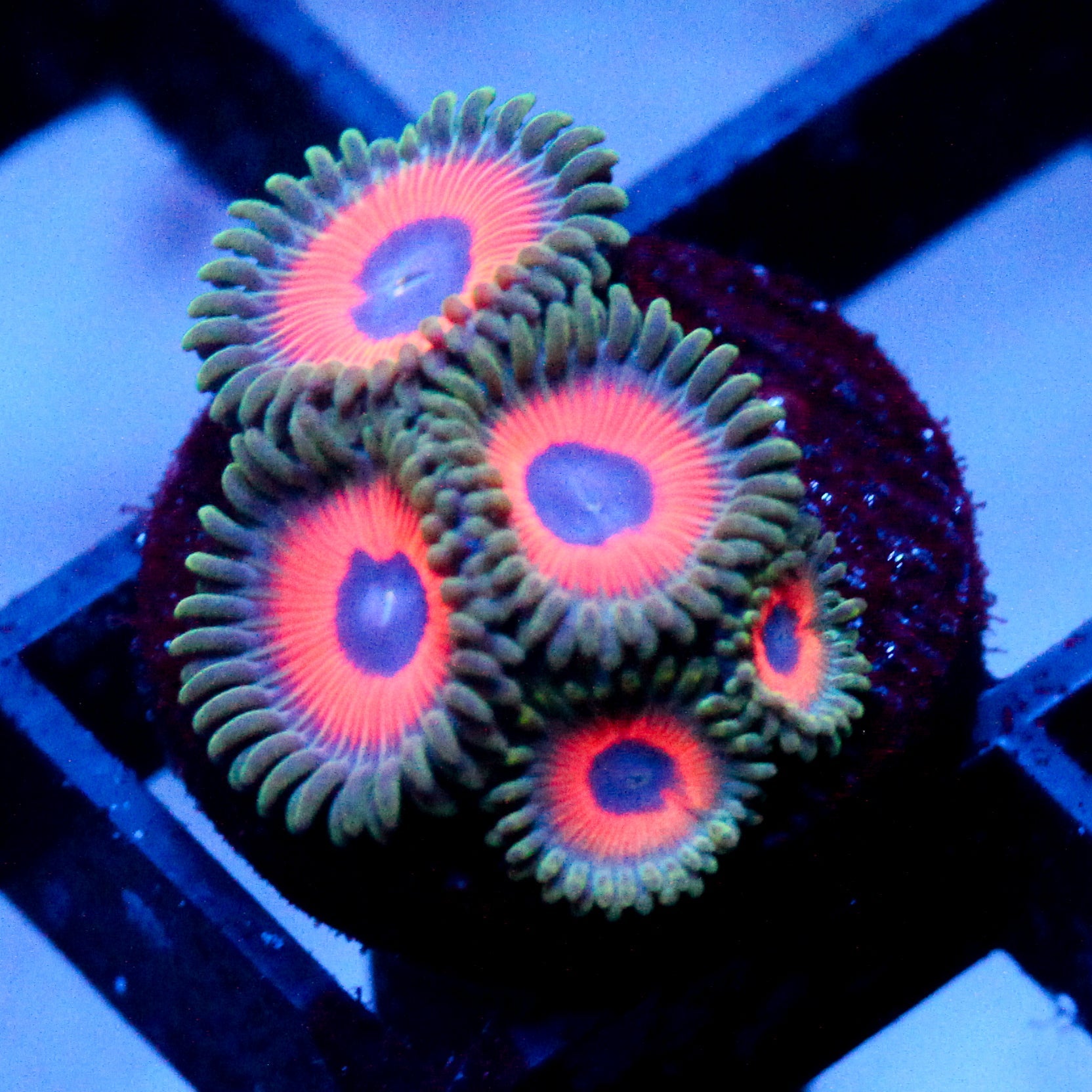 JF Fairytale Zoanthids