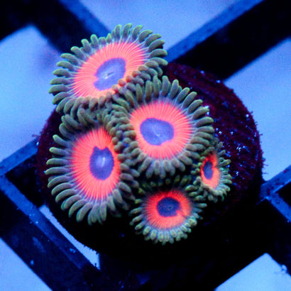 JF Fairytale Zoanthids
