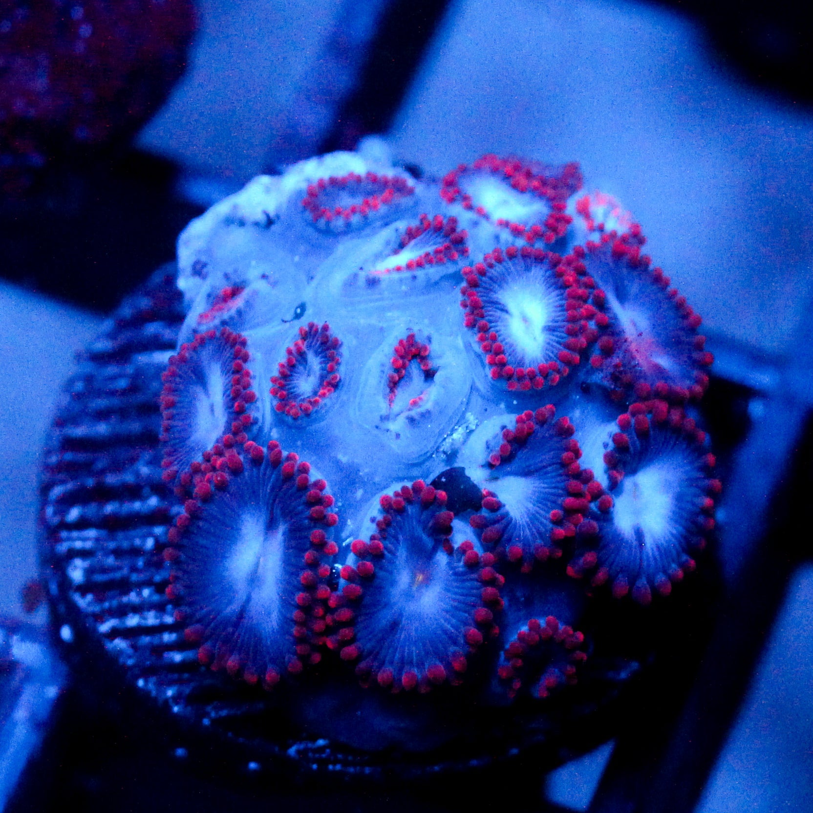 JC Molten Sulfer Zoanthid