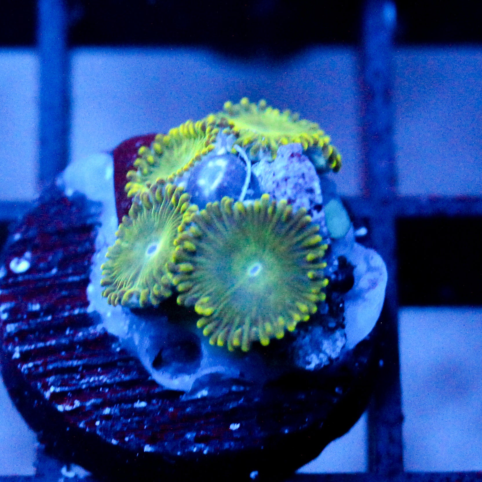 JC Lady Liberty Zoanthid