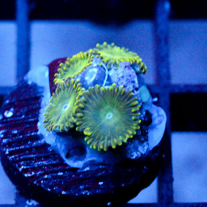 JC Lady Liberty Zoanthid