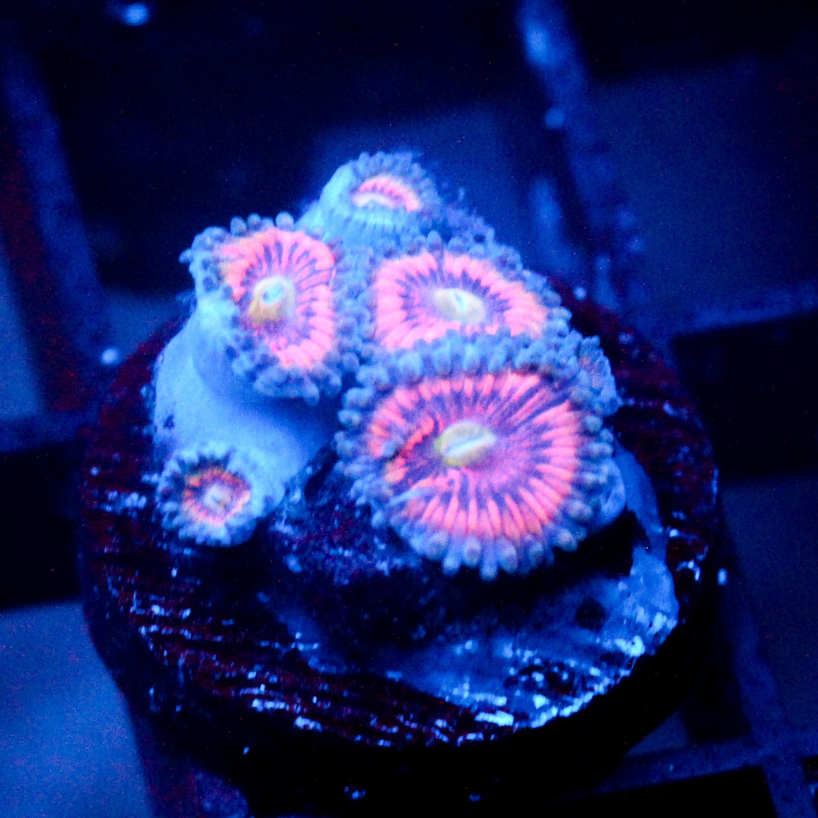 JC Armageddon Zoanthid