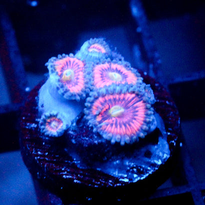 JC Armageddon Zoanthid