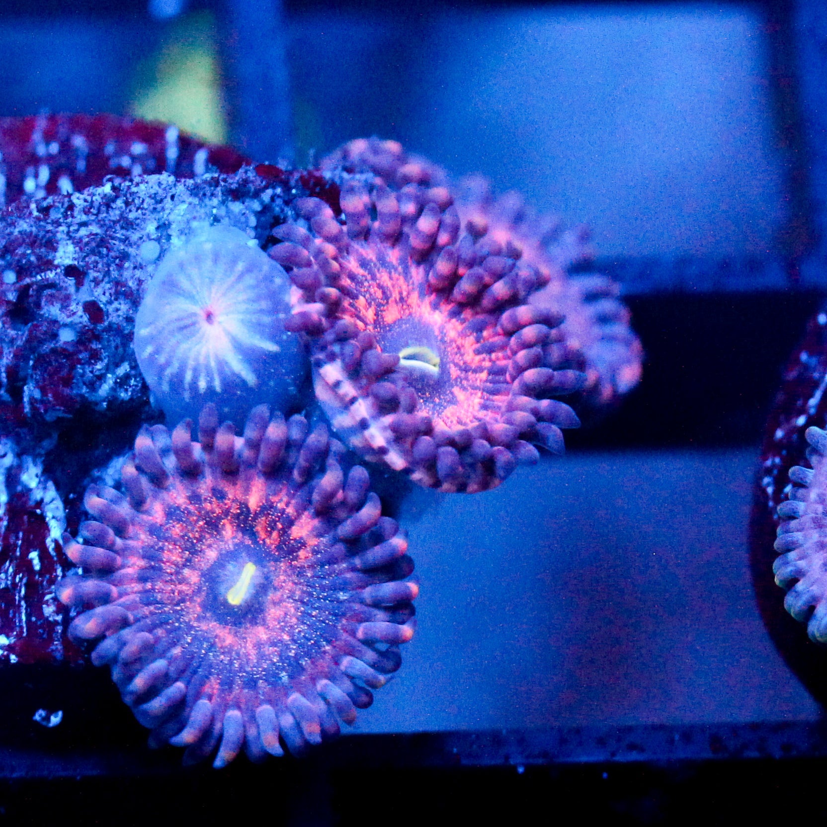 JC Pink Kraze Zoanthid
