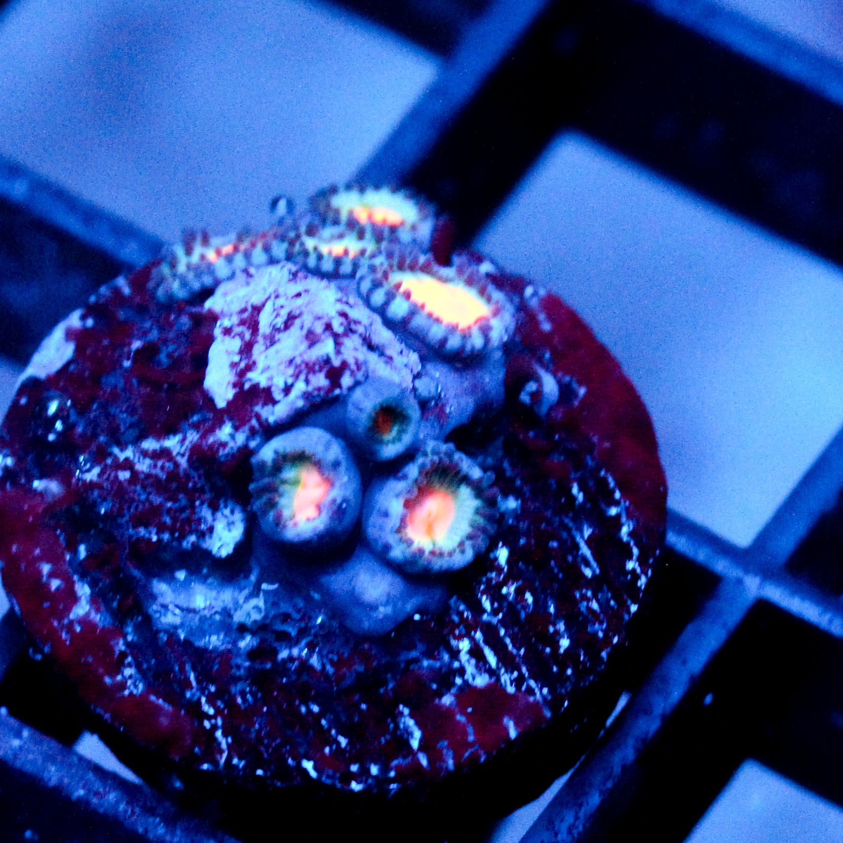 JC Blue Raven Zoanthid