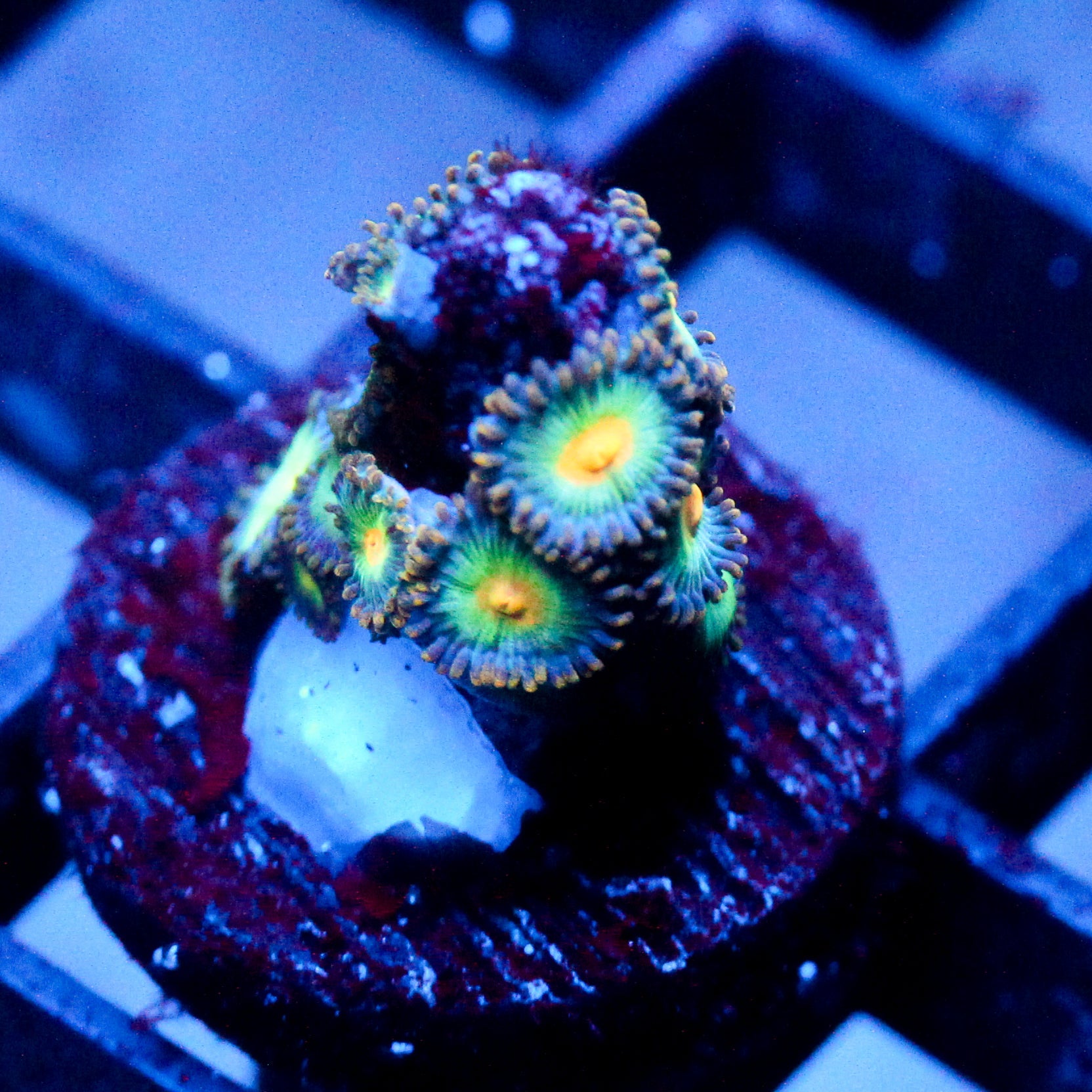 JC Saturn Zoanthid
