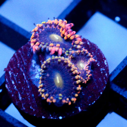 JC Bozos Birthday Zoanthid