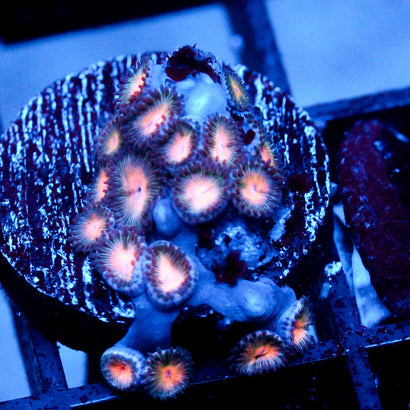 JC Peach Bellini Zoanthid