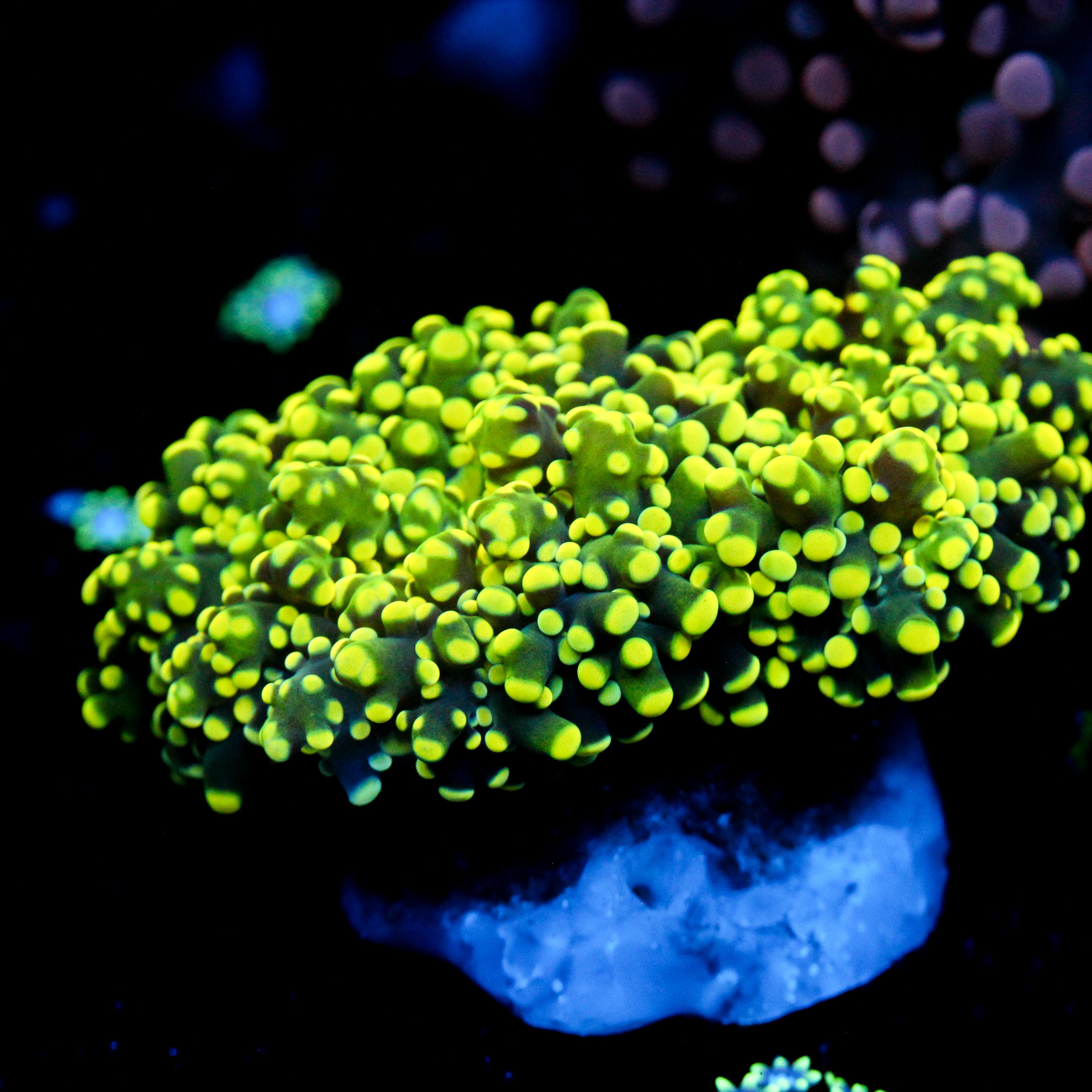 JC Neon Green Octo