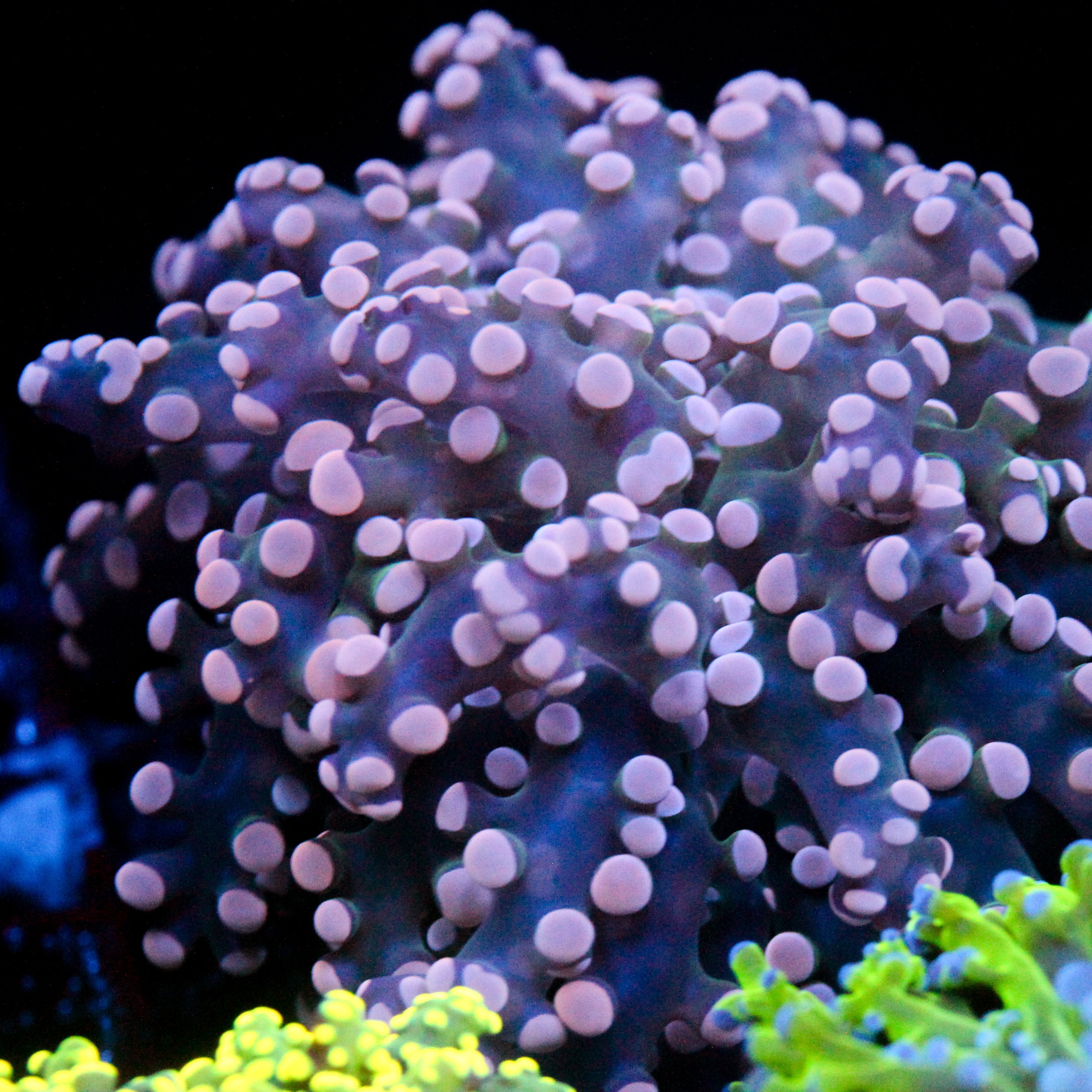 JC Pink Tip Octo