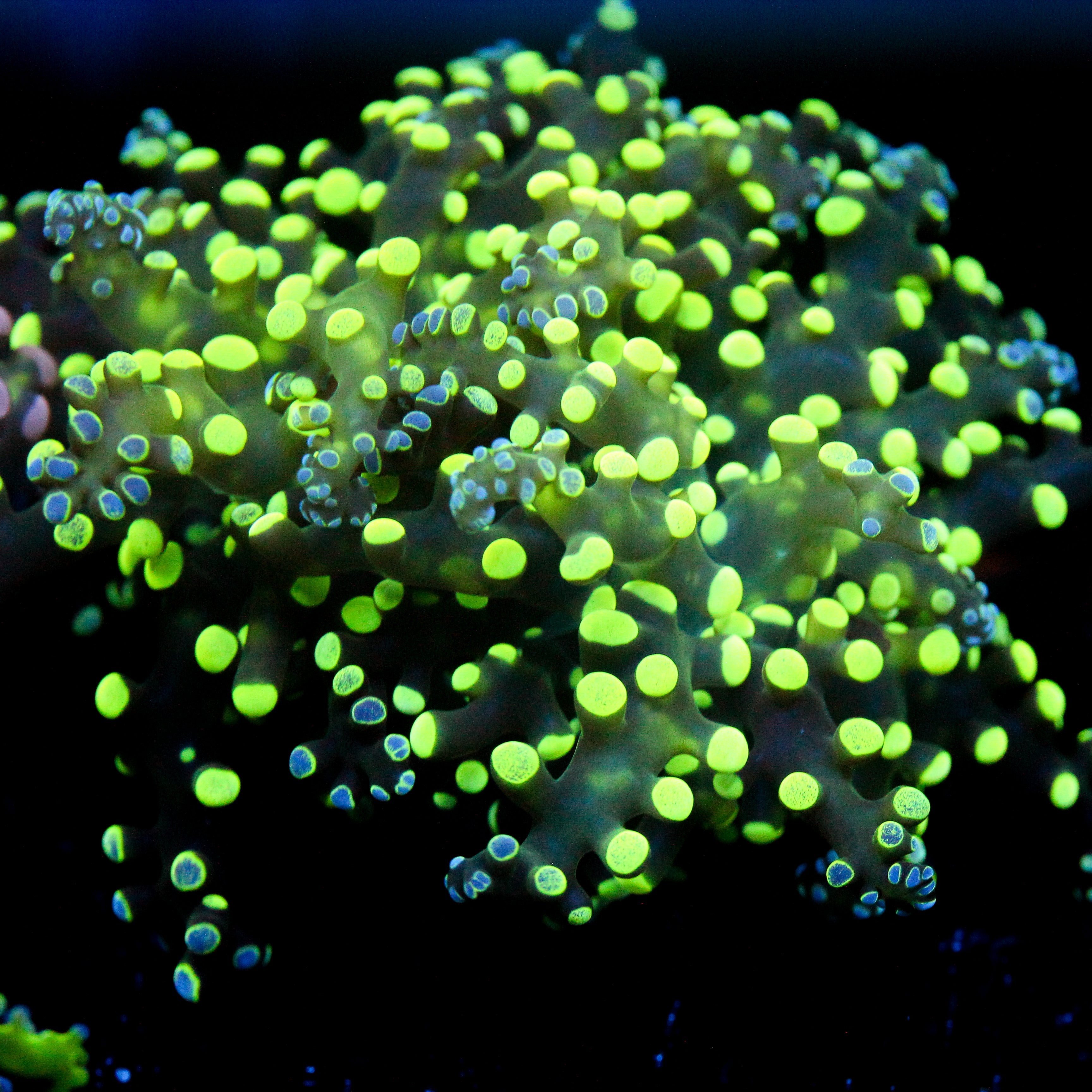 JC Splatter Octo