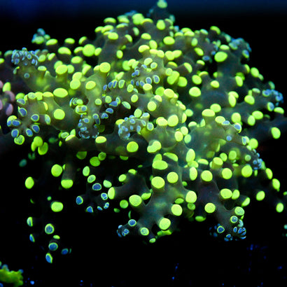 JC Splatter Octo