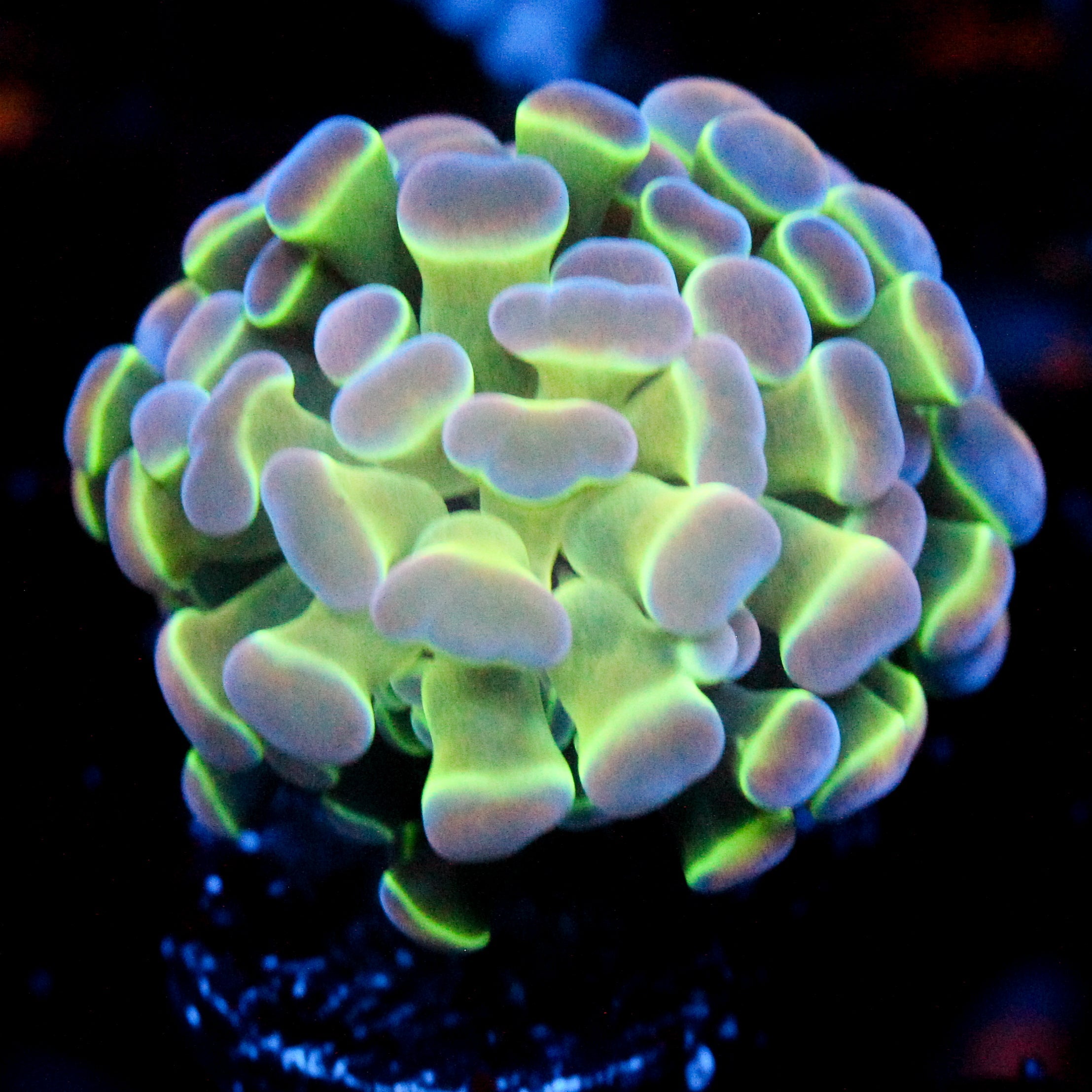 JC Ultra Hologram Hammer