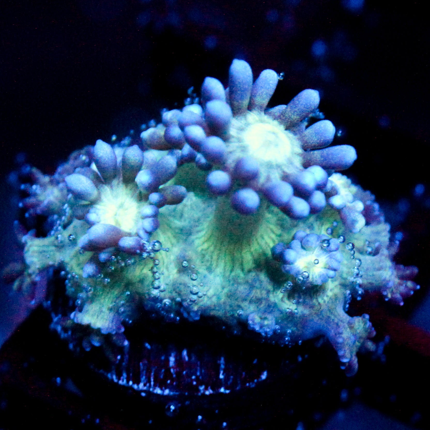 JC Sea Squall Goni