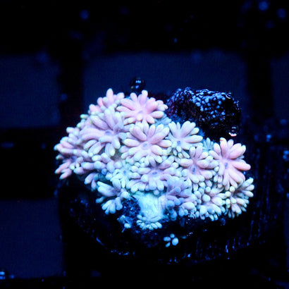 JC Pink Petals Goni