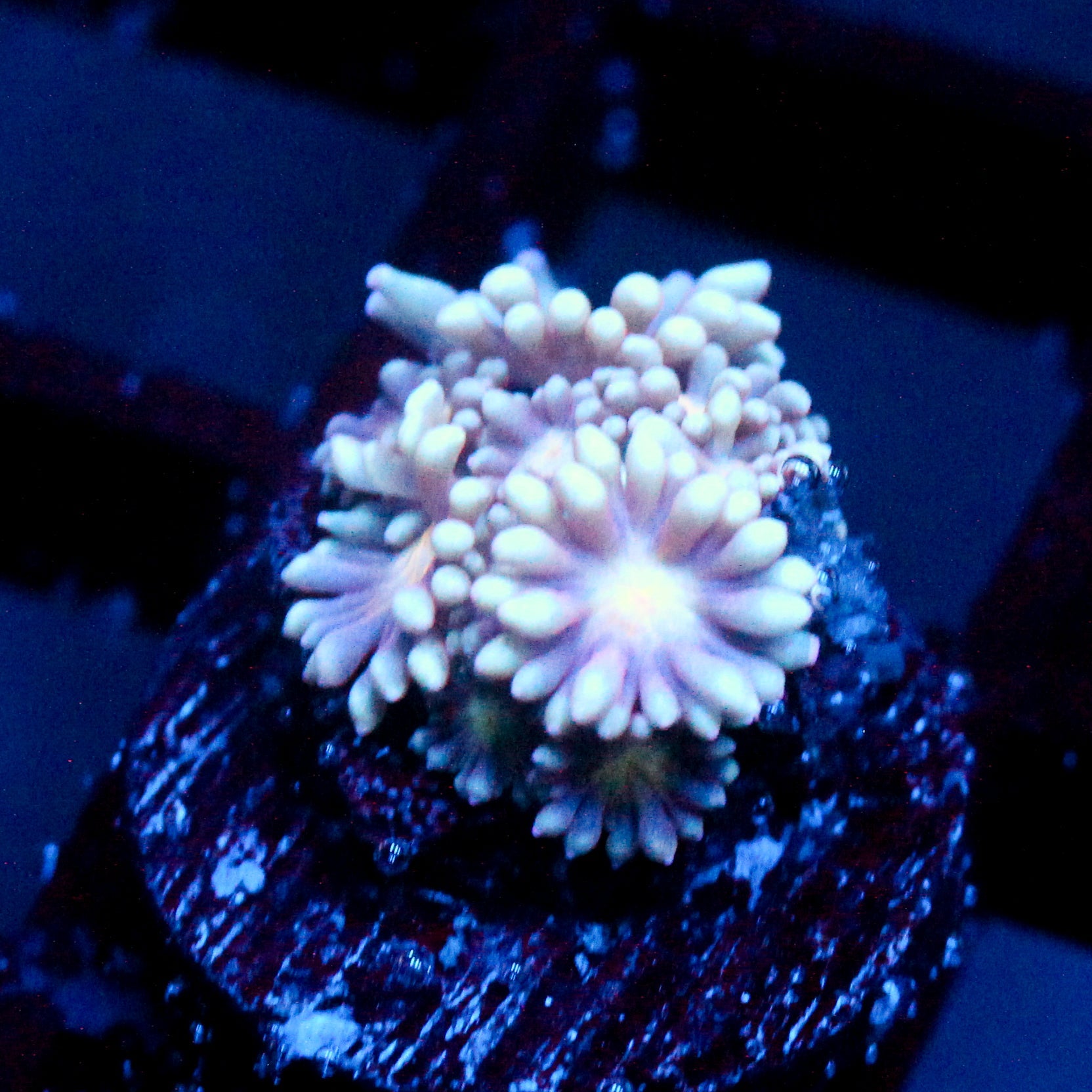 JC Ghastly Flowers Goni