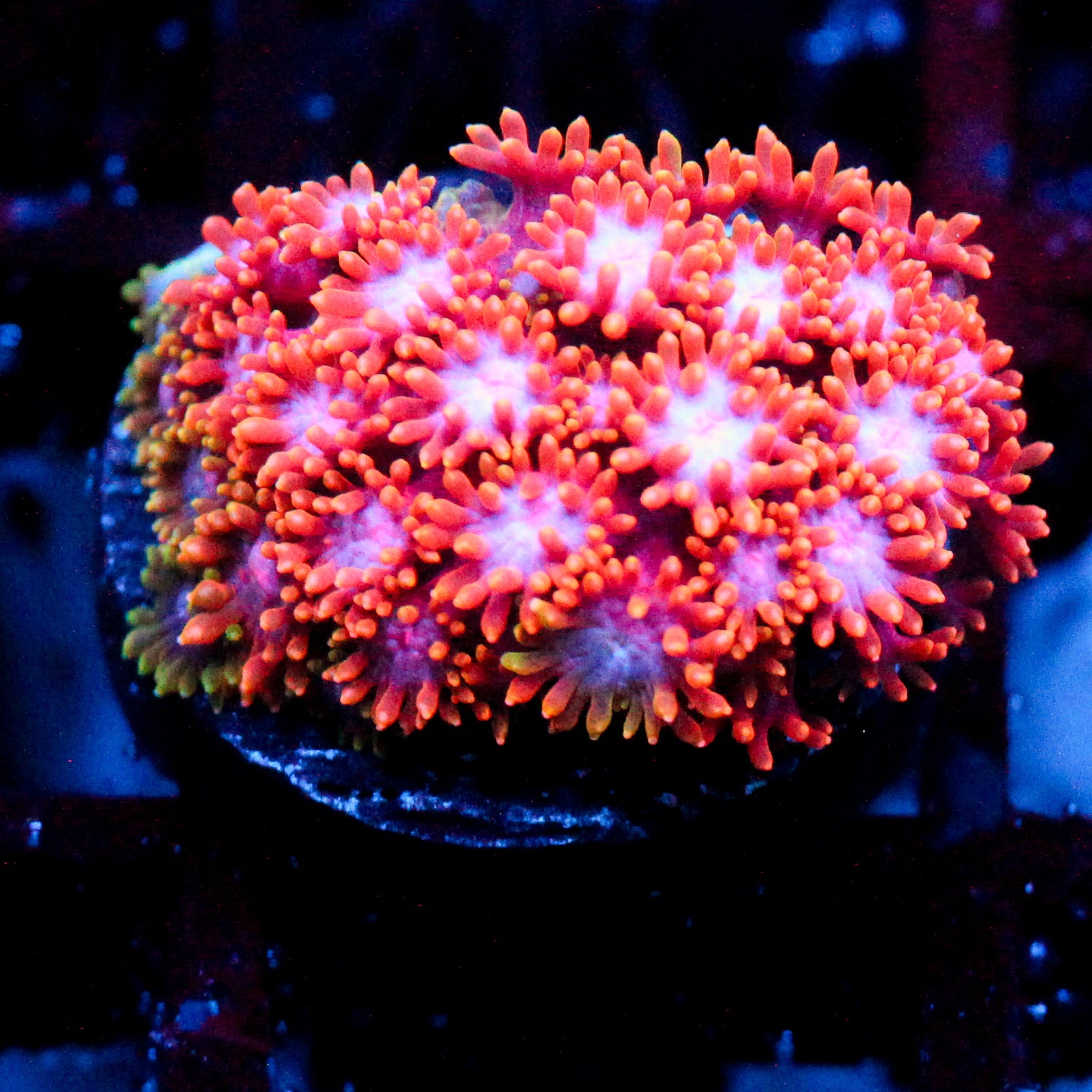 WWC Kaleidescope Bernardpora