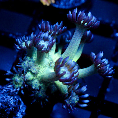 JC Peacock Goni
