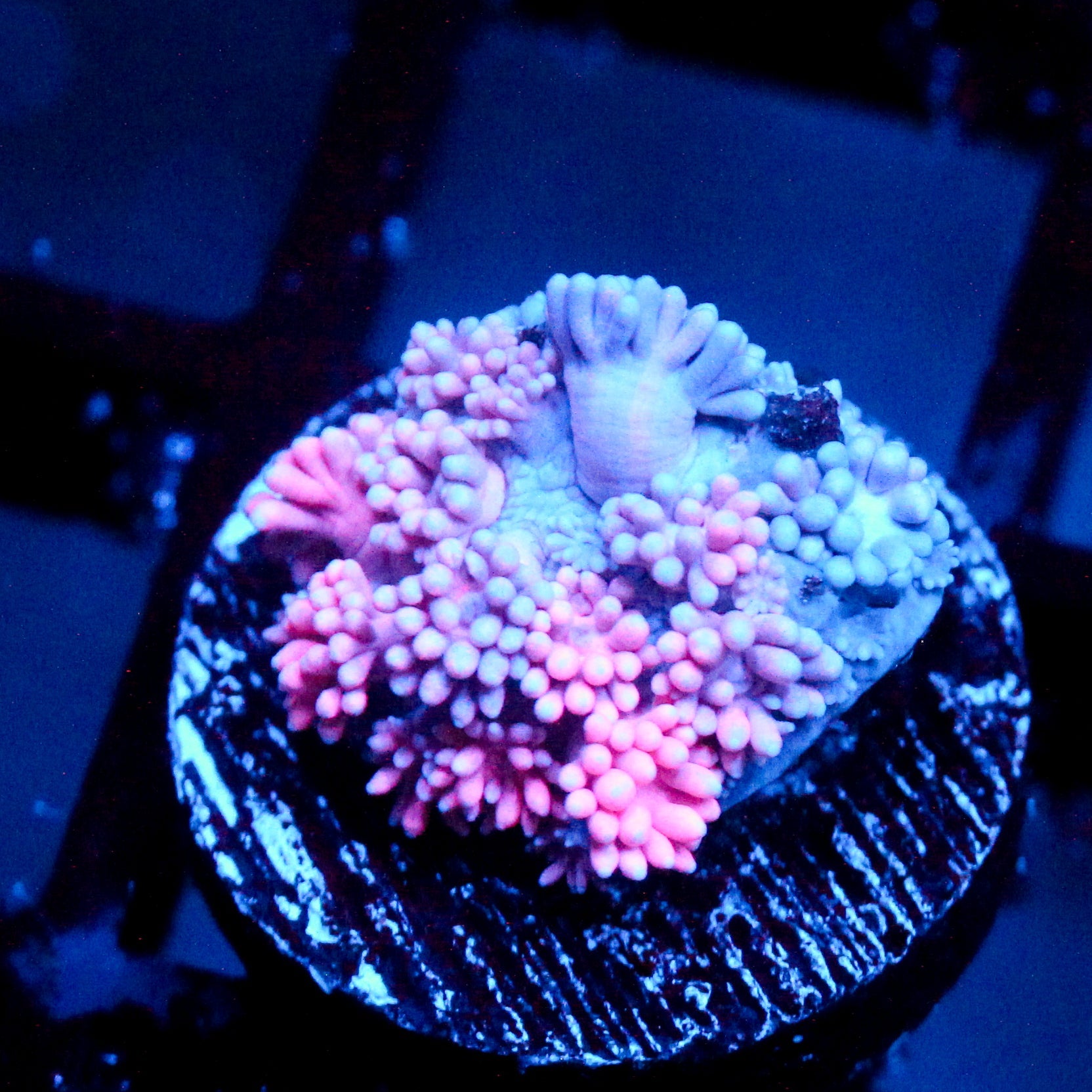 JC Pinurple Punch Goni
