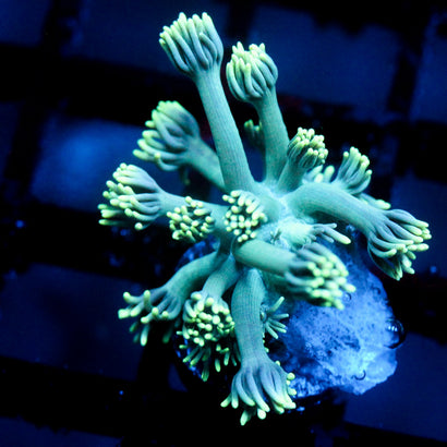 JC Seafoam Goni