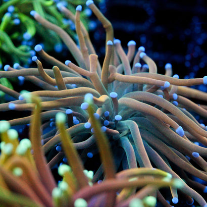 JC Holy Cannoli Torch