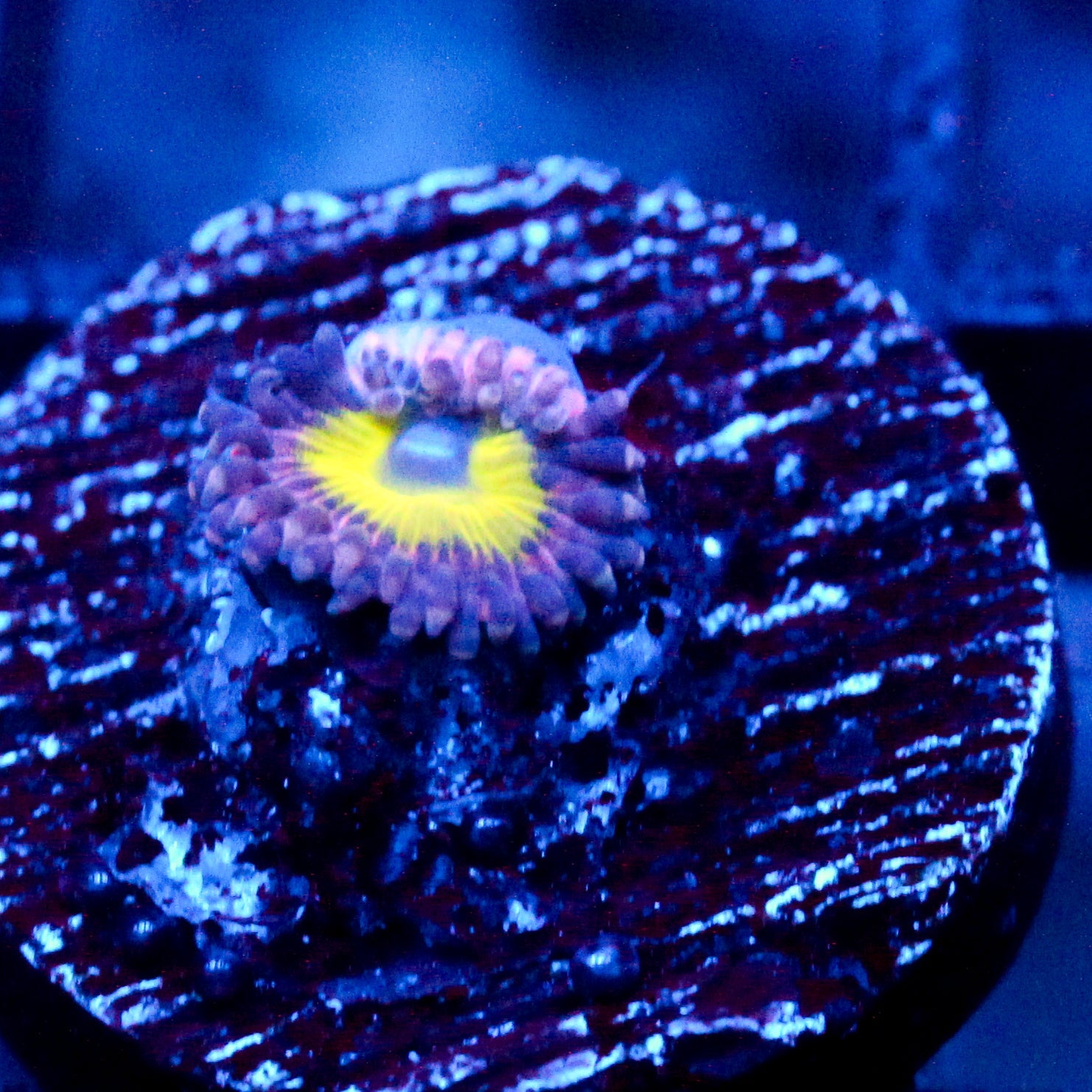 JC Flower Fall Zoanthid