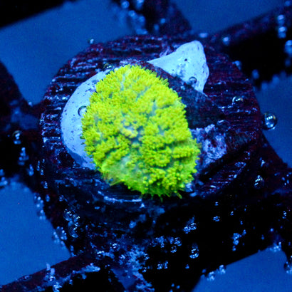 JC Neon Green Rhodactis