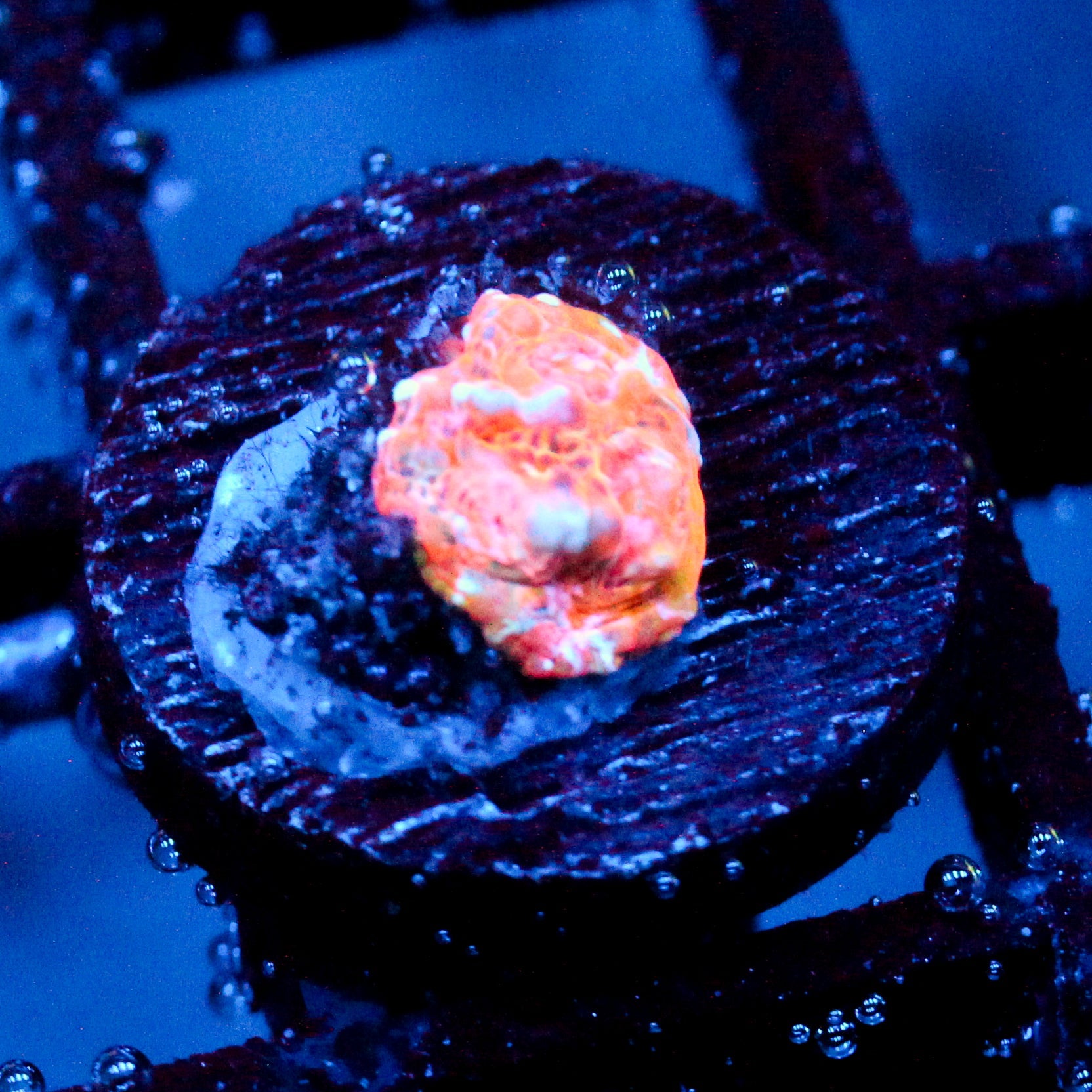 JC Citrus Dream chalice