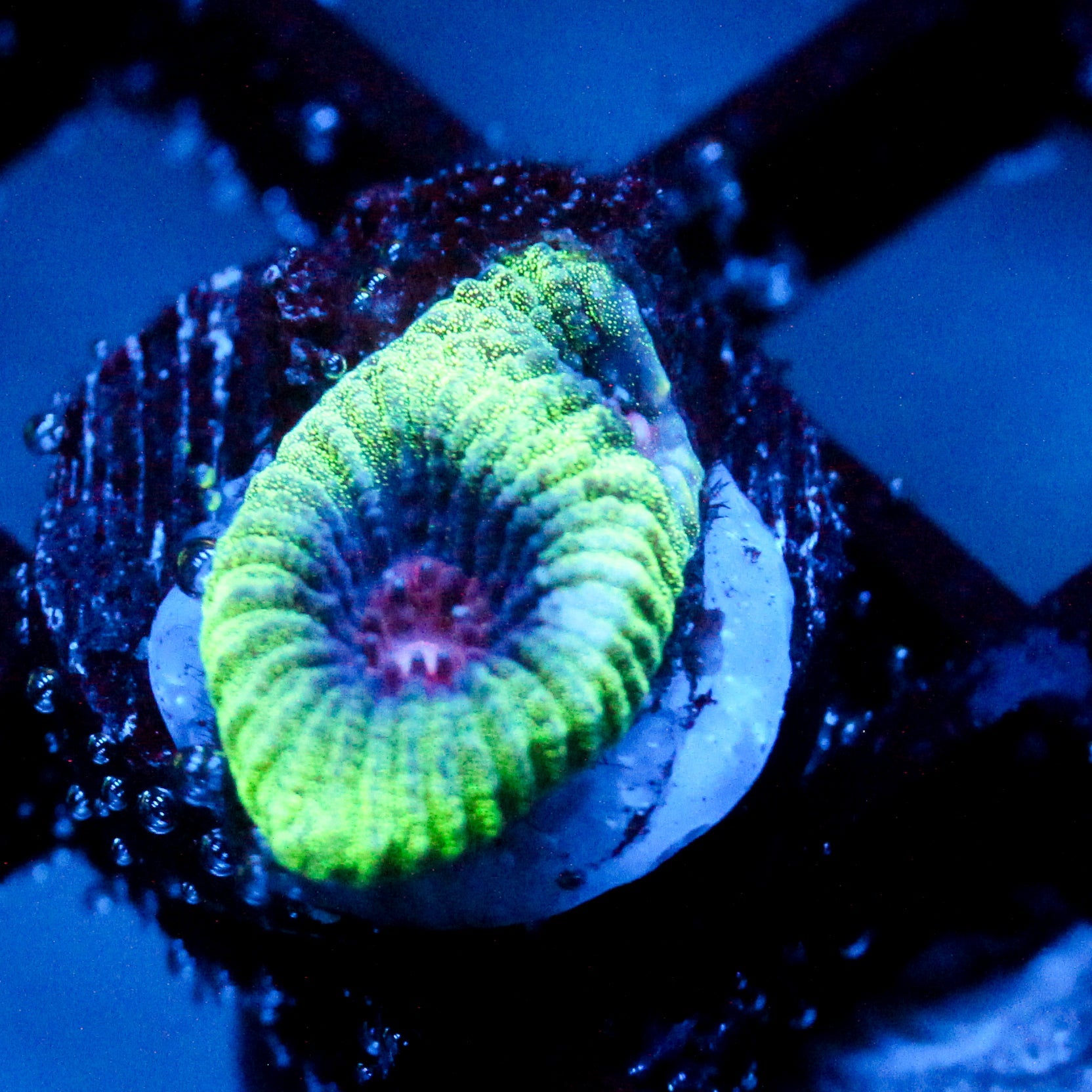 JC Demon Core Favia