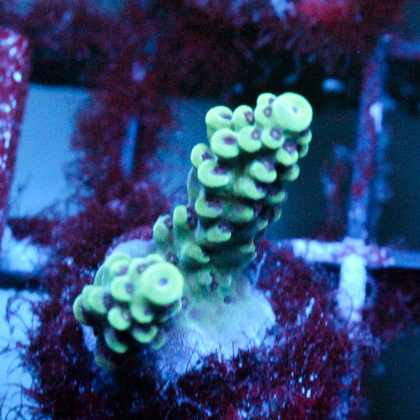JC Frankensteins Monster