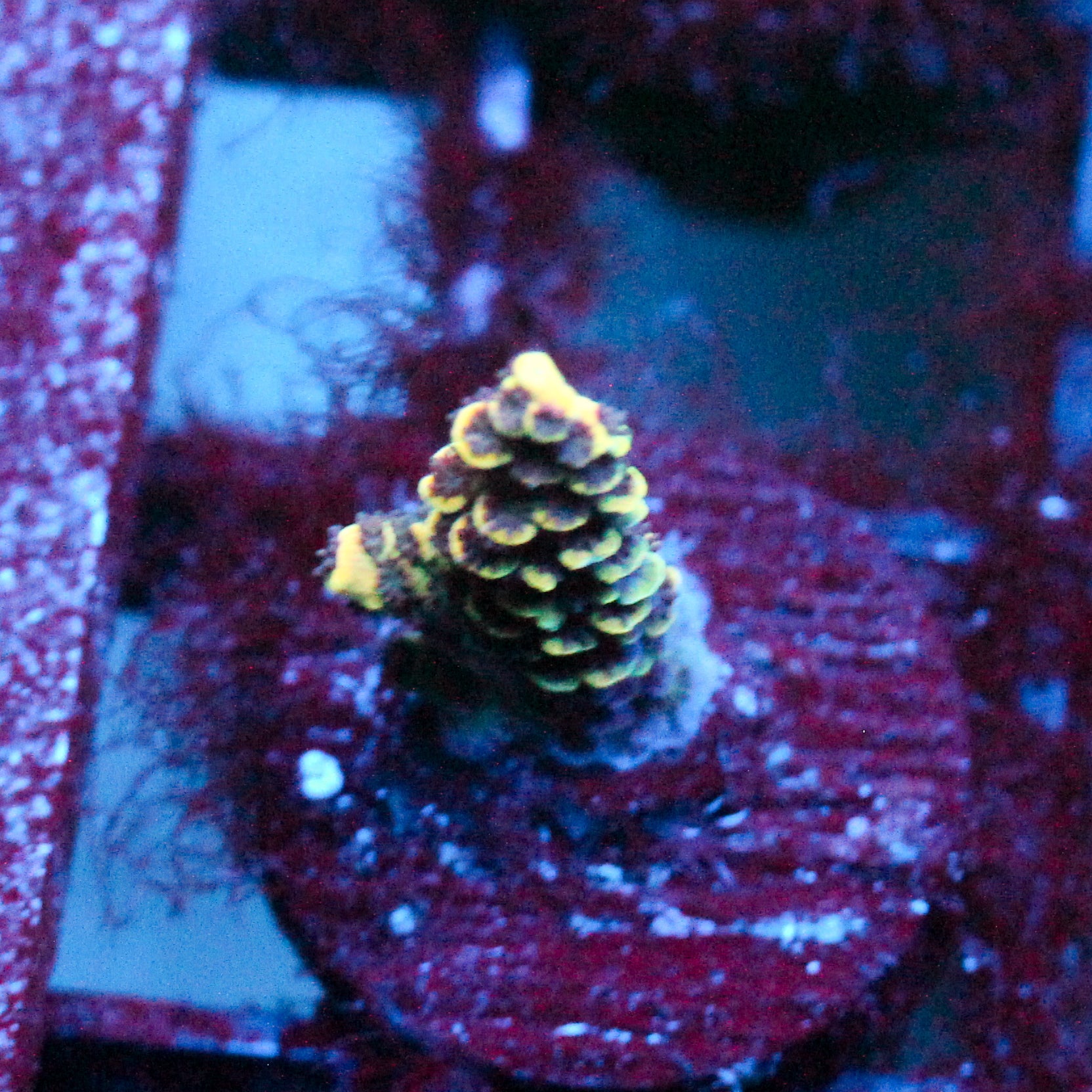 JC Rainbow Pineapple
