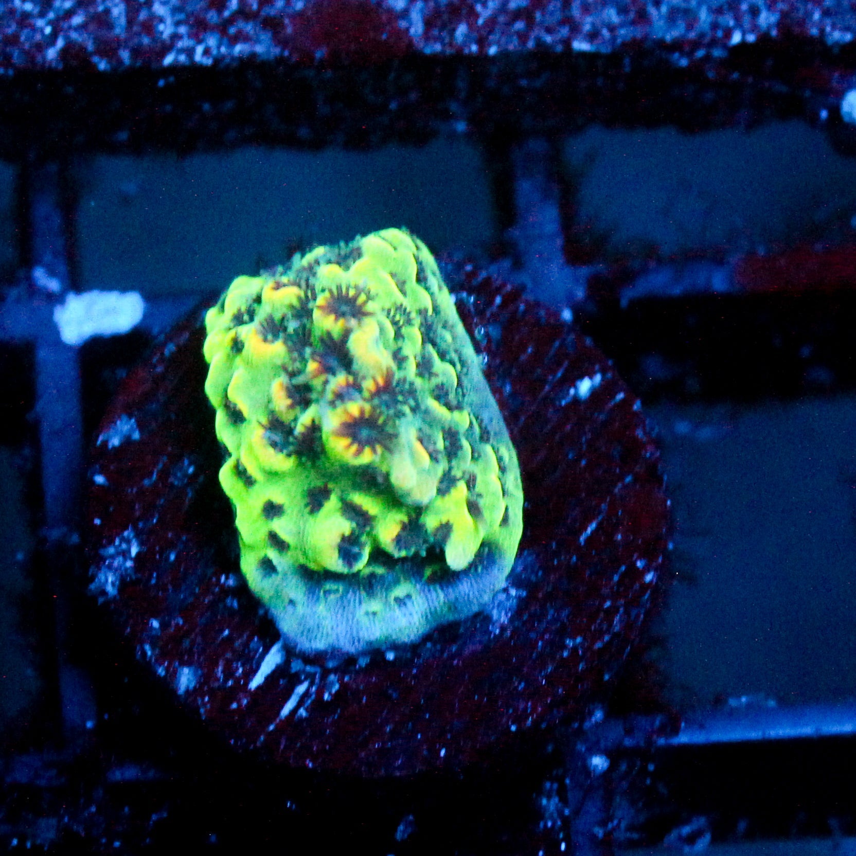 JC Slimeball