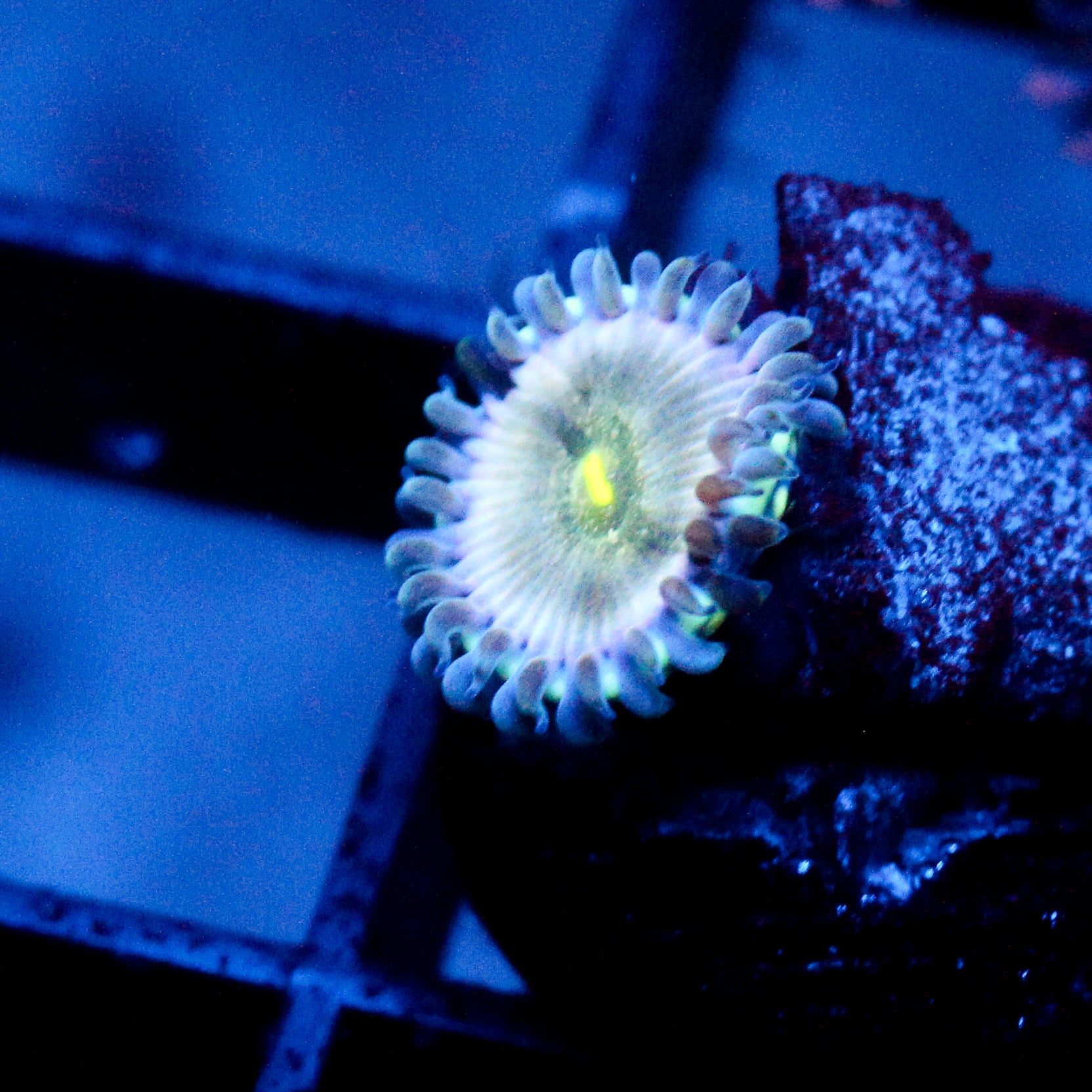 JC Miss All Sunday Zoanthid