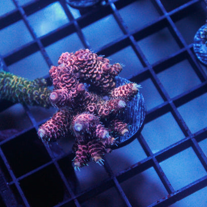 JC Red Passion Mini Colony