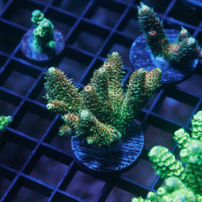 JC Undertaker Mini Colony